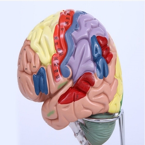 Human Brain Anatomy <strong>Model</strong> Brain Functional Color Region Chromatic <strong>Model</strong> for Medical Science Teaching <strong>Model</strong> - Product Image 2