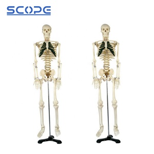 SC-A1004解剖学的医療教育モデル85cm人間の骨格モデル神経付き - Product Image 4
