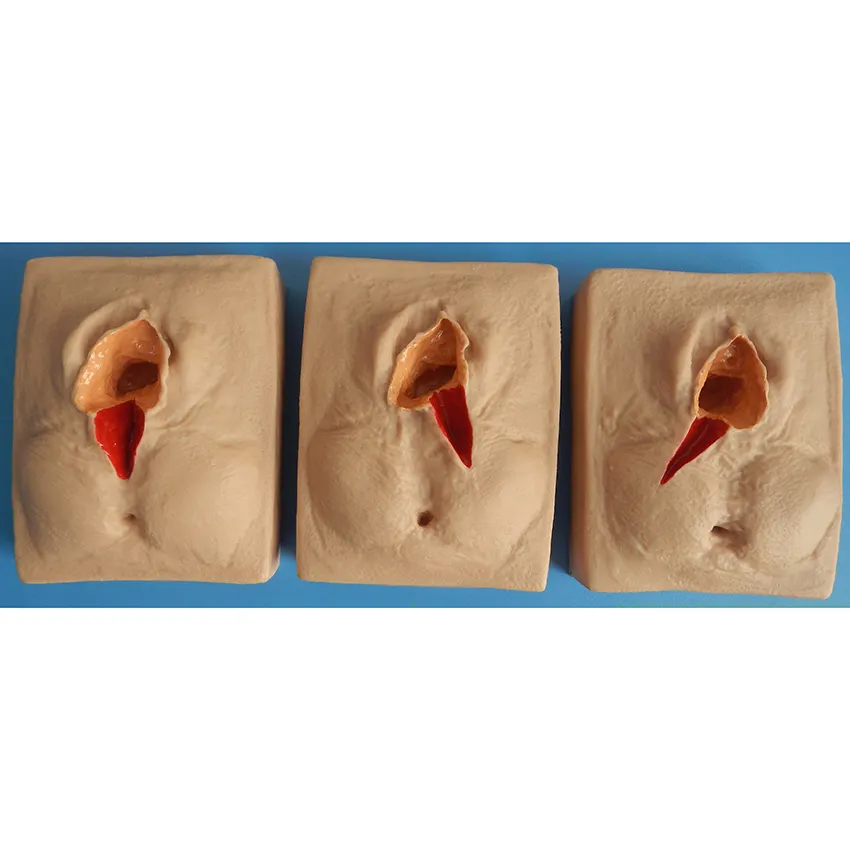 Model of Vulva Suturing Training Simulator