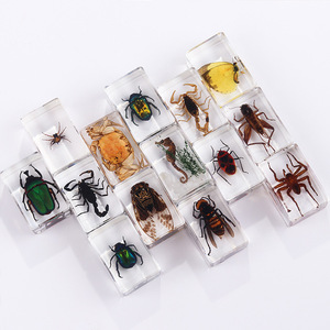 El yapımı şeffaf reçine el sanatları-böcek numune Paperweights hayvan akrep Bug görüntüler bilimsel ekran böcek reçine - Product Image 2
