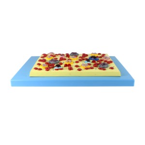 医療教育のための人間の血液細胞解剖学モデル - Product Image 2
