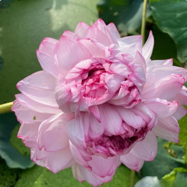 2# ยี่เหลียง พันกลีบ