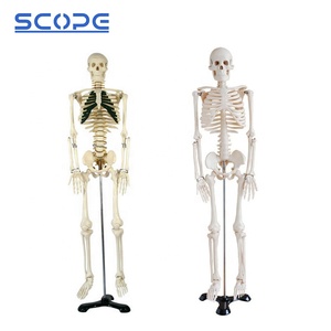 SC-A1004解剖学的医療教育モデル85cm人間の骨格モデル神経付き - Product Image 5