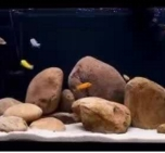 extra large pebbles