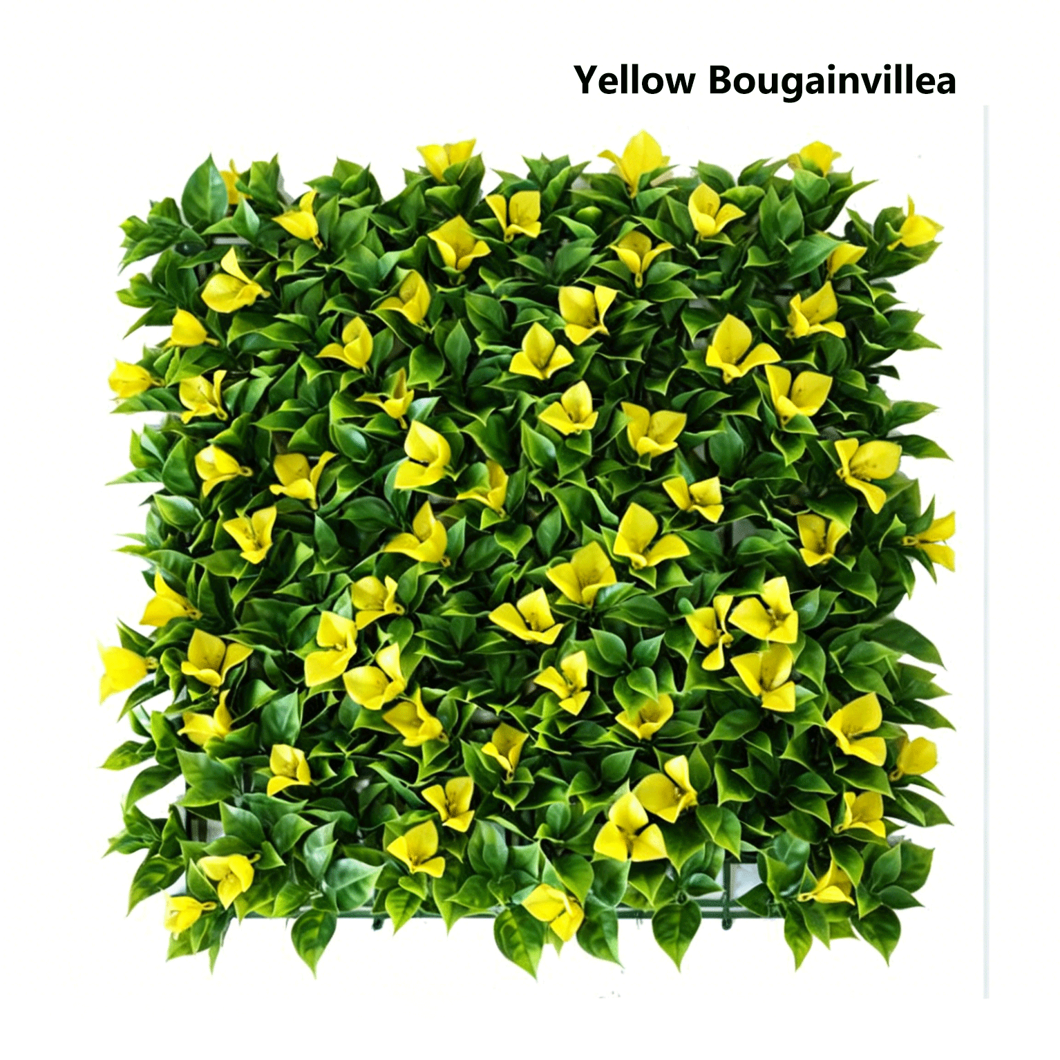 Bougainvillier jaune 2