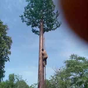 Bán hàng nóng ngụy trang cây cọ Viễn Thông tháp vật liệu thép 15m-80m Chiều cao nhúng nóng bề mặt mạ kẽm - Product Image 1