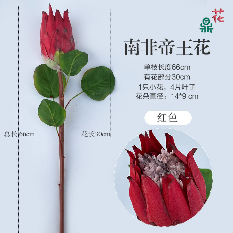 Protea Roi d'Afrique du Sud (Rouge)