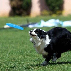 ペットの犬のトレーニングソフトフリスビーおもちゃフライングディスクフェッチTPR楽しいおもちゃ - Product Image 2