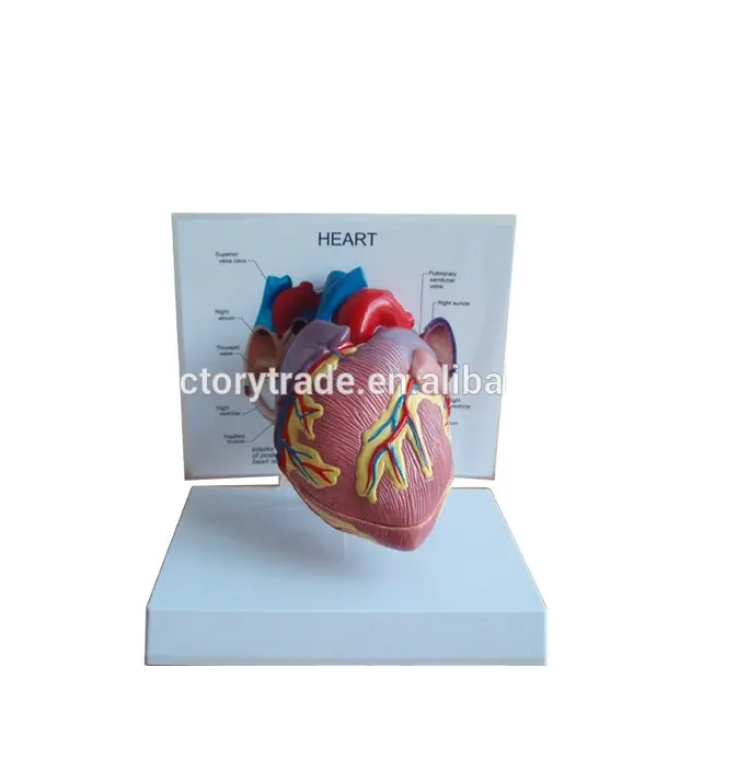 V-AM019 Natual Formato di Plastica di Organi Umani Cuore Modello Anatomico Per La Scuola di Insegnamento