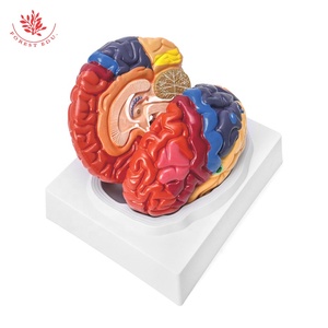 Modello anatomico della struttura del cervello di visualizzazione di varie zone funzionali del cervello di insegnamento medico colore umano modello del cervello - Product Image 3