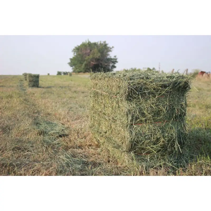 Export Quality Alfalfa hay Animal Food For Feeding Animals Available at Wholesale Price From Indian Exporter