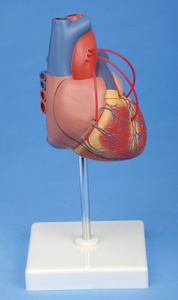 冠状バイパス手術のための医学のための等身大1:1の比率の人間の心臓解剖モデルの指導と訓練