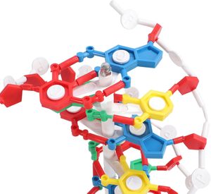 Çift sarmal insan genleri DNA modelleri DNA montajı için biyolojik bilim öğretim yardımı ekran bilim öğretim enstrümanı - Product Image 2