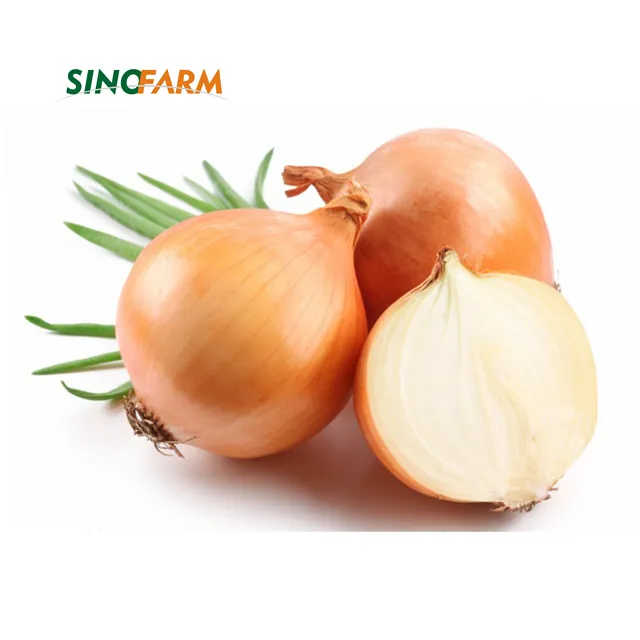 Fresh Onions Shallot Peeled Red Yellow White Onion Seeds From Chinese Onion Wholesale Exporter