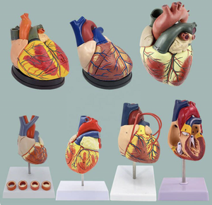 2-भाग डीलक्स 34 शारीरिक रूप से सही पीसी संरचनाओं जीवन-आकार मानव हृदय मॉडल वैज्ञानिक चुंबकीय डिजाइन घुड़सवार प्रदर्शन आधार - Product Image 2