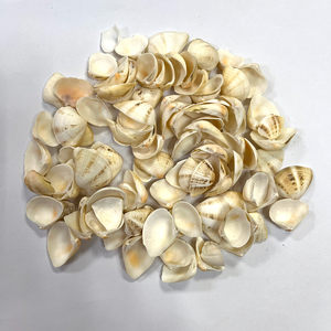 Doğal deniz kabukları ev dekorasyon için kuru ve temiz deniz kabuğu tarak kabuğu - Product Image 2