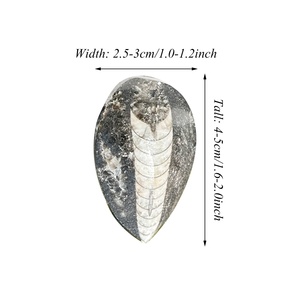 Venta al por mayor de fósiles de trilobites naturales de alta calidad con hermosos patrones para la decoración de la habitación - Product Image 6