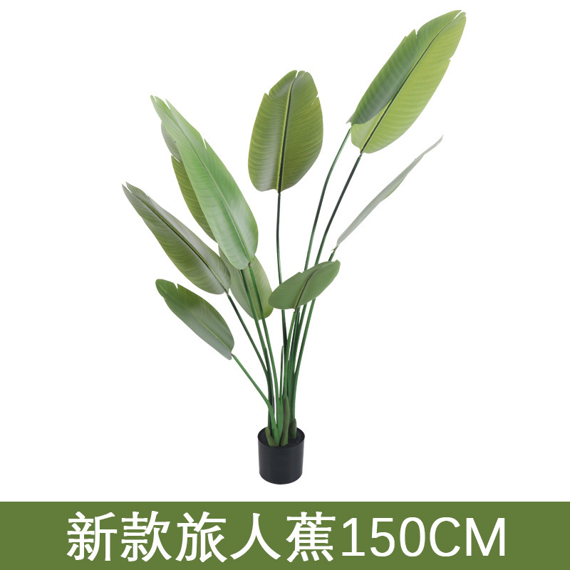 Travelers palm 160cm
