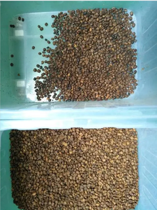 Clasificador de color de granos de café Proveedor de clasificador óptico Máquina de clasificación de granos de cacao Máquina de clasificación de color de café verde - Product Image 5