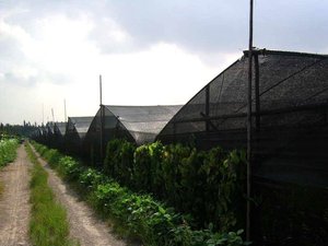 Shade Net Stoff rolle 100% Hdpe Sun Shading Mesh Für landwirtschaft liche Gewächshaus Sonnenschutz Nettopreis Schatten Netto für die Landwirtschaft - Product Image 3