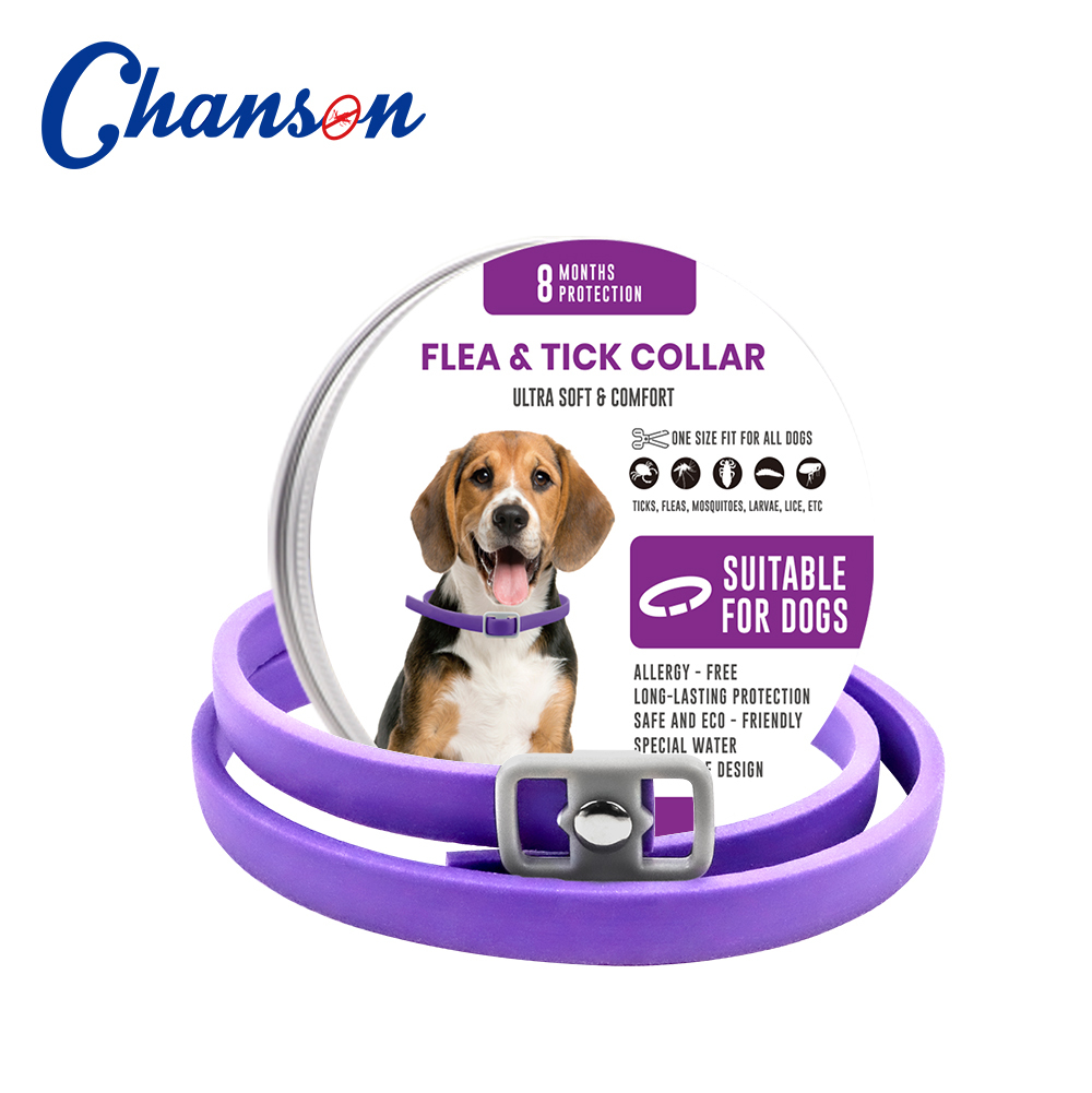 Purple Dog