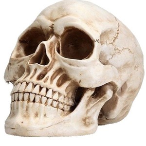1:1リアルな大人の人間の頭蓋骨モデルハロウィーン等身大の像ホームデコレーション用クラフト用3Dモデル