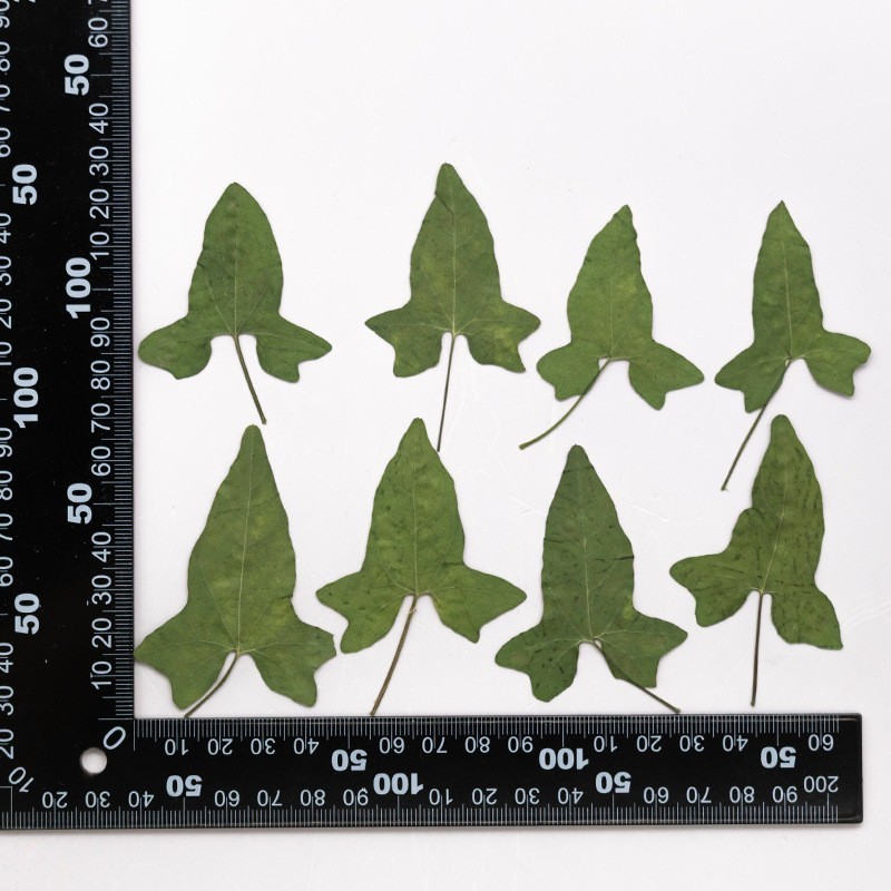MH715 Qianniuhuaye Natural green