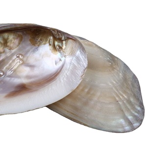 Grandi conchiglia di conchiglia di perle d'acqua dolce naturale per gioielli fai da te creazione artigianale madreperla conchiglia - Product Image 3