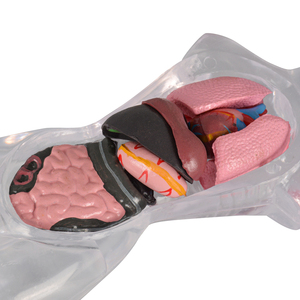 18-centimeter Female Transparent <strong>Human</strong> Torso Model with Visible and Detachable Internal Organs - Product Image 4