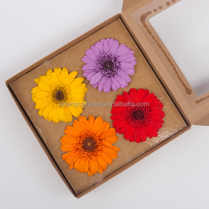 Preserevd African daisyp 4pcs/box