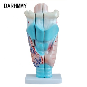 DARHMMY 3 Times <strong>Human</strong> Larynx Model Medical Anatomy Pharynx Display Teaching Model - Product Image 3