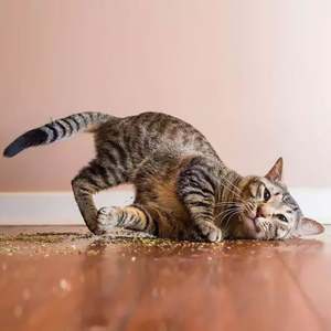 Premium Catnip Leaves Remove Hairballs Fresh Breath Catnip Leaves Comestible Natural Catnip para gatos - Product Image 5