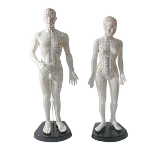 High Quality English <strong>Code</strong> 48cm Female Acupuncture Model Human Model - Product Image 5