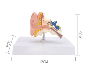 İnsan anatomisi tipi 1:1 yaşam boyutu PVC simülasyon insan kulak modeli masaüstü kulak modeli eğitim için - Product Image 5