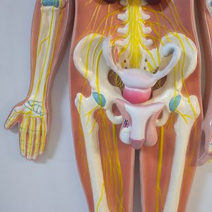 مواد SMM104 بشرية للحيوانات الأليفة لتدريس معدات الأعصاب المركزية في الدماغ والحبل الشوكي والجهاز العصبي العلوم الطبية - Product Image 2
