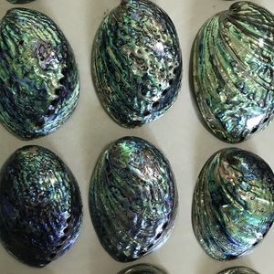 Натуральная полированная Морская ракушка, большая Радужная ракушка Пауа для украшения, в наличии - Product Image 2