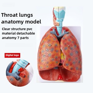 Doğal boyutlu insan solunum sistemi modeli larinks tiroid akciğer kalp ile kalp-akciğer modeli tıp bilimleri için - Product Image 2