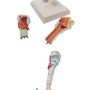 <strong>Human</strong> Larynx and Tracheobronchial Tree Model Laryngeal Anatomy Model Lung Broncholaryngoscope Demonstration Model - Product Image 6