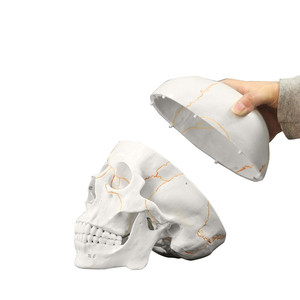 <strong>Human</strong> Skull-<strong>3</strong> Part Life Size <strong>Human</strong> Skull Hand Painted Numbering Skeleton Medical Science Anatomy Skeleton Bone Model