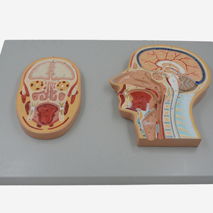 2025 nuova testa umana KRC modello di anatomia struttura del cervello umano modello del cervello per medico - Product Image 2