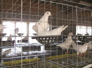 Kaynaklı tel örgü/tel örgü kaynaklı örgü/ss malzemesi Anping kaynaklı örgü paslanmaz çelik koruyucu örgü, inşaat tel örgü - Product Image 5