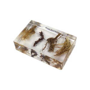 Teaching Model <strong>of</strong> Root <strong>System</strong> Educational Resin <strong>Embedded</strong> Specimen Root - Product Image 4