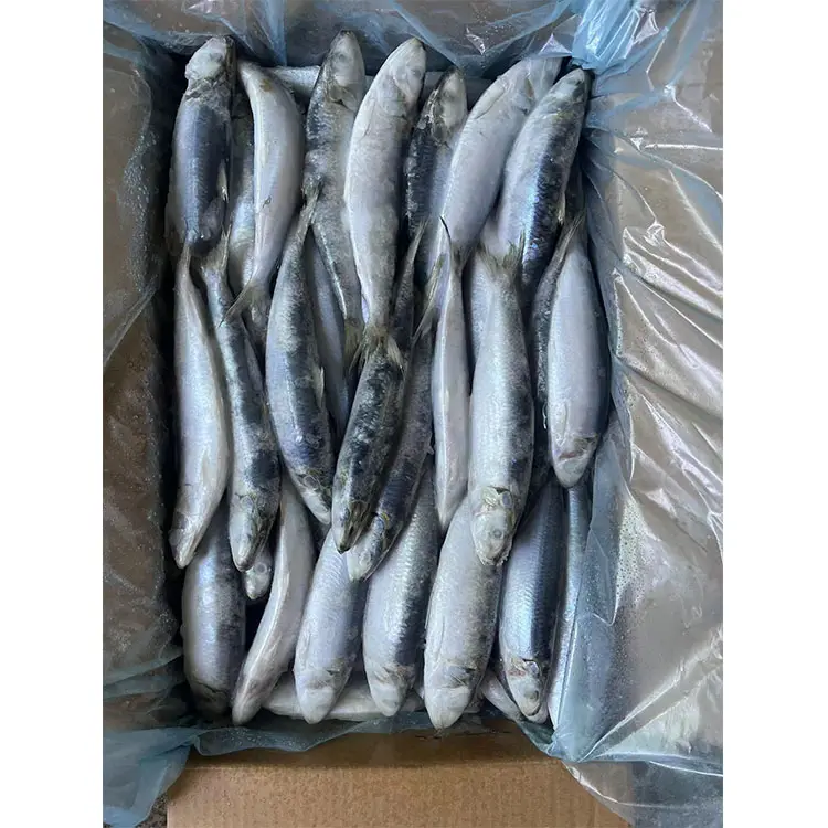 Import Canned Frozen Sardines Headless Cheap Price For Frozen Sardine Fish