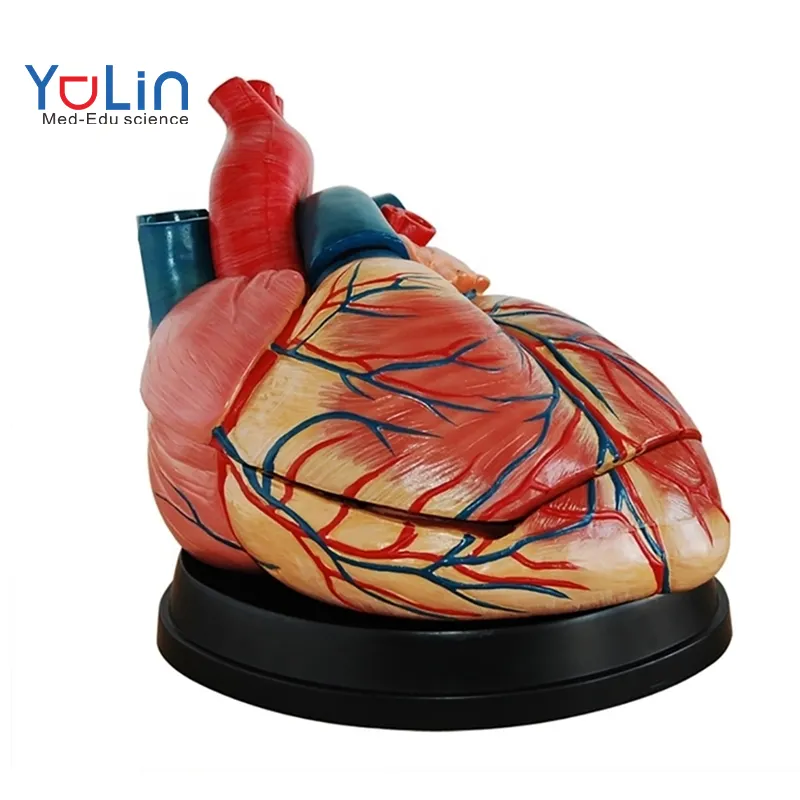 Modelos de anatomía del corazón agrandados, buena calidad, nuevos modelos médicos de anatomía del corazón humano