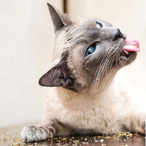 Factory Wholesale 2 Gram Dried <strong>Catnip</strong> Leaf Powder Interactive <strong>Catnip</strong> Toys for <strong>Cat</strong> Safety Natural <strong>Catnip</strong> Leaves in OPP Bag