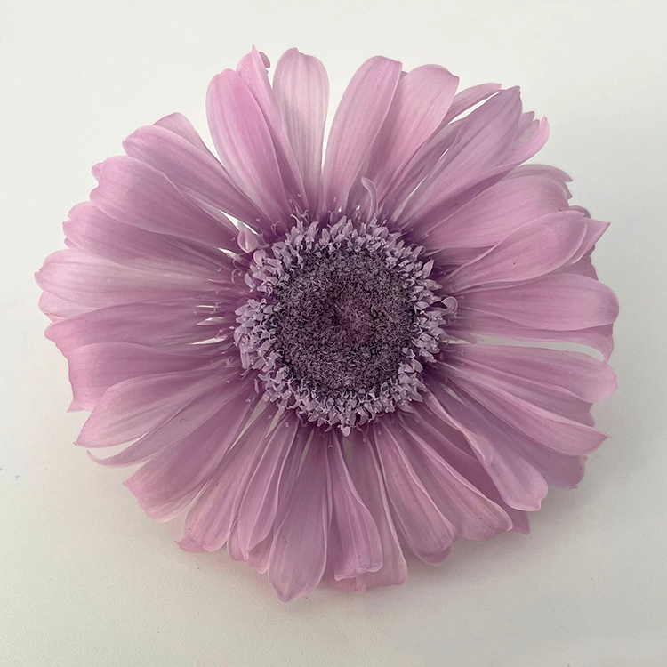 Pourpre