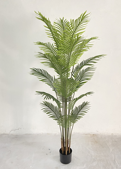 180 cm/70,9 pulgadas de palma