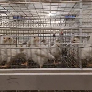3/4層60/80鳥自動ブロイラーバッテリー鶏層ケージ1000ブロイラー鶏家禽農場用 - Product Image 3