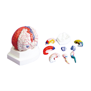 ADA sains medis Thalamus PVC arteri Model serebral 4 bagian Model anatomi otak untuk pembelajaran siswa ADA Model pembesar - Product Image 5