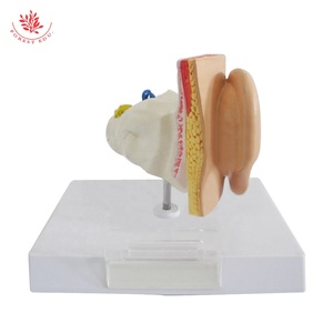 Biyolojik öğretim yardımcıları kulak modeli tıp bilimleri İnsan kulak modeli büyütülmüş insan anatomik kulak modeli - Product Image 5